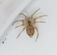 Oecobius navus