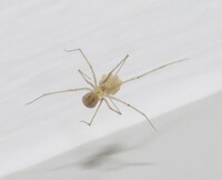 Spermophora senoculata