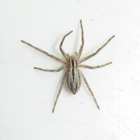 Thanatus unidentified species