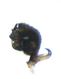 Ceraticelus tibialis
