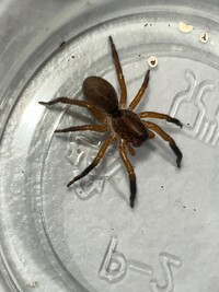 Geolycosa fatifera