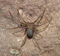 Loxosceles reclusa
