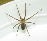 Loxosceles reclusa
