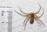 Loxosceles reclusa