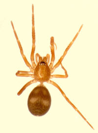 Scotinella gertschi