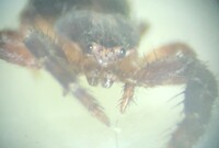 Bassaniana floridana