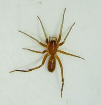 Castianeira trilineata