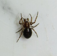 Larinioides cornutus