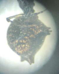 Faiditus cancellatus