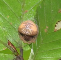 Mastophora bisaccata