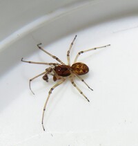 Pachygnatha furcillata