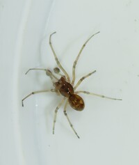 Pachygnatha furcillata