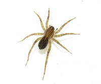 Pirata sedentarius