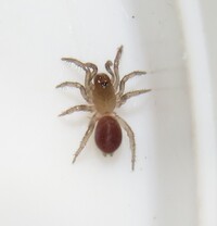 Antrodiaetus unicolor