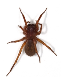 Wadotes bimucronatus