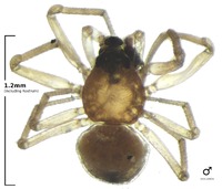 Ceraticelus paludigena