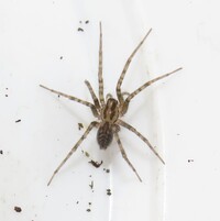 Tegenaria domestica