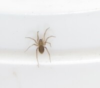 Tegenaria domestica