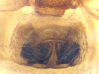 Ceratinopsis nigriceps