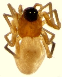 Ceratinopsis nigriceps