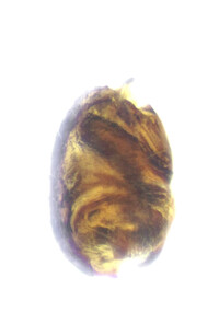 Phycosoma lineatipes