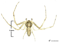 Tmarus rubromaculatus