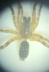 Allocosa furtiva