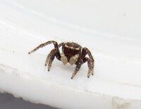 Habronattus carolinensis