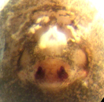 Origanates rostratus