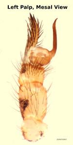 Scytodes atlacoya