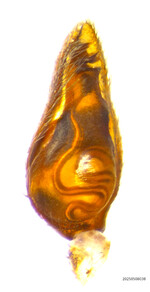 Castianeira trilineata