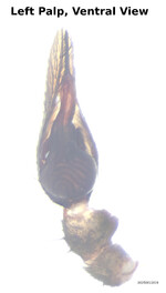 Castianeira variata