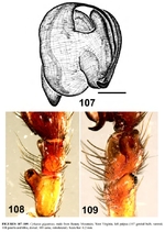 Cybaeus giganteus