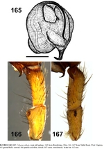 Cybaeus silicis