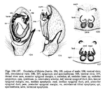 Zelotes fratris