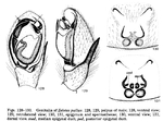 Zelotes pullus