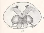 Neoantistea magna