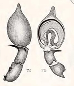 Neoantistea magna