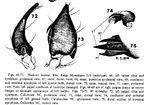 Wadotes hybridus