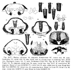 Wadotes tennesseensis