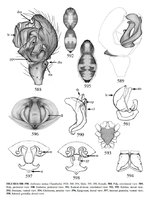 Anibontes mimus