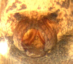 Neriene clathrata