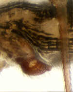 Neriene clathrata