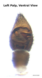Allocosa funerea