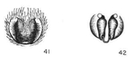 Thanatus vulgaris