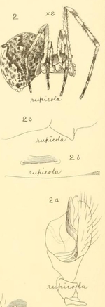 Cryptachaea rupicola