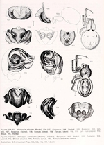 Metazygia carolinalis