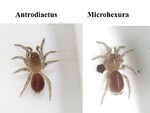 Microhexura montivaga