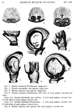 Maevia intermedia