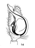 Cryptachaea porteri